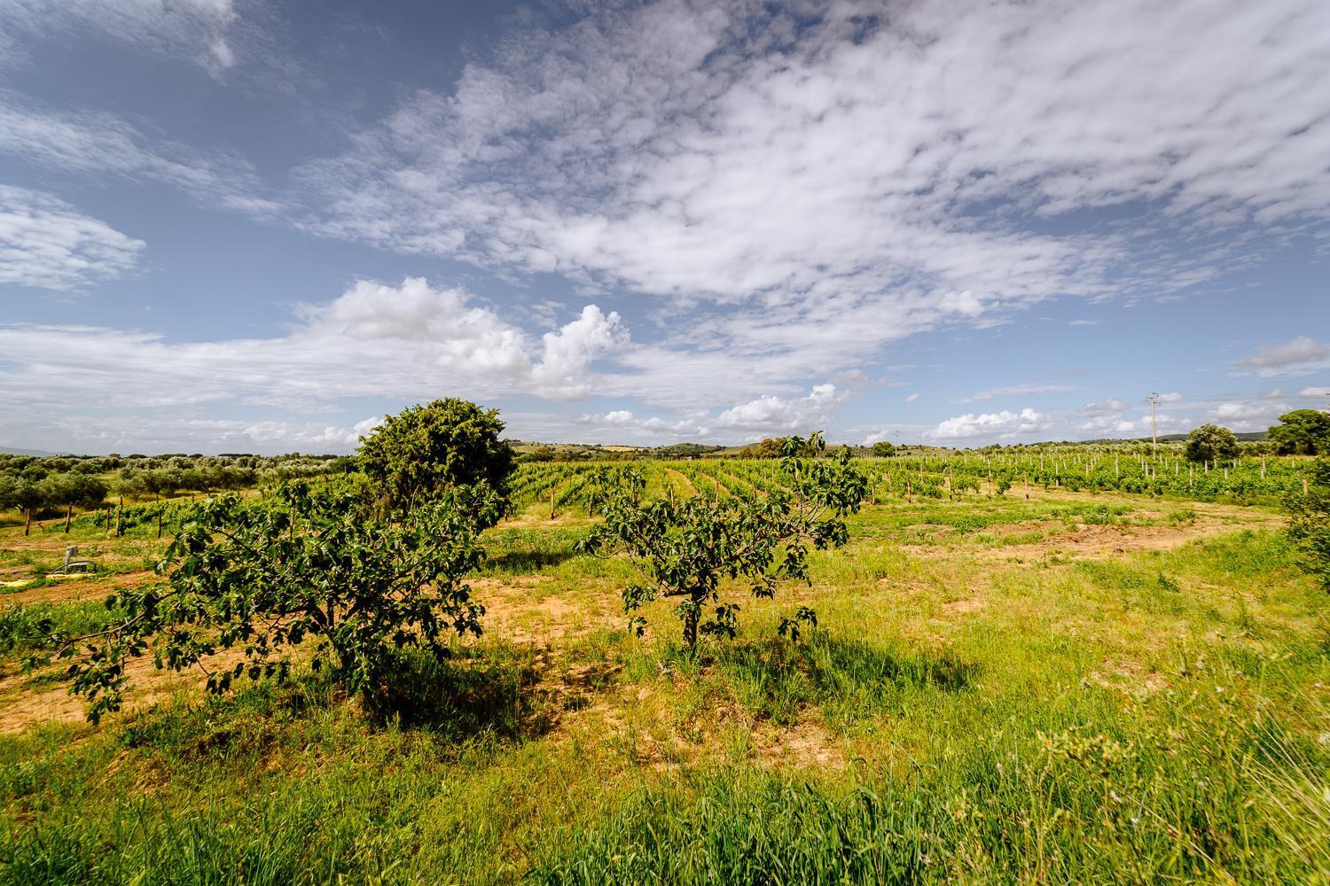 Agriturismo Bio Podere 109 - Wine&Food Alberese Εξωτερικό φωτογραφία